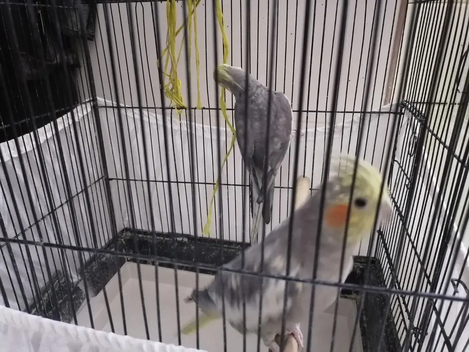 عروس هلندی|پرنده|قم, باغ کرباسی|دیوار