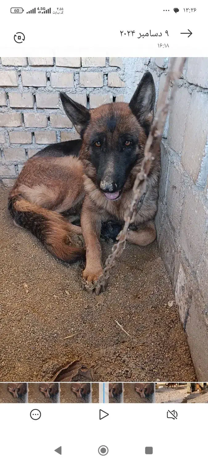 واگذاری سگ|سگ|بندر ماهشهر, |دیوار