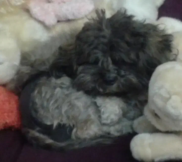 سگ گمشده در ستارخان|حیوانات|تهران, شهرآرا|دیوار