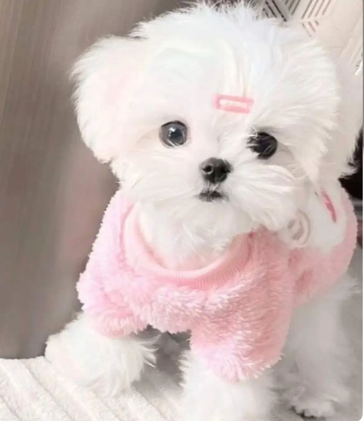 پودلی پو|سگ|تهران, شهرک غرب|دیوار