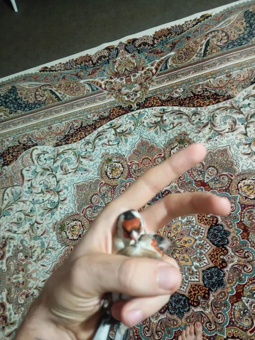 سهره|پرنده|اهر, |دیوار