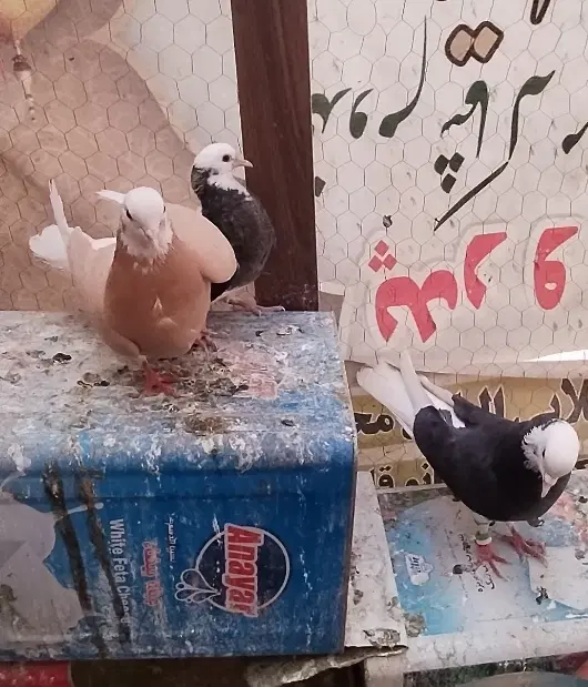 شازده|پرنده|نجف‌آباد, امیرآباد|دیوار