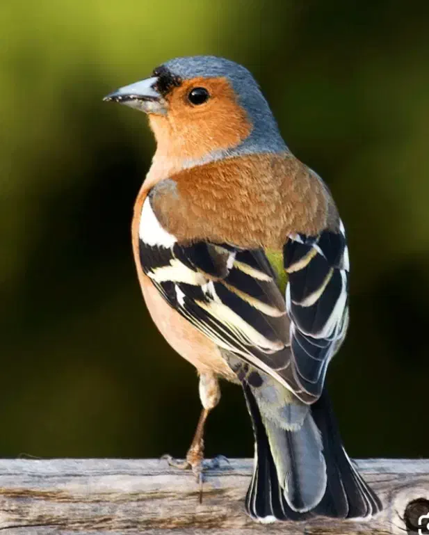 سهره جنگلی|پرنده|تبریز, |دیوار