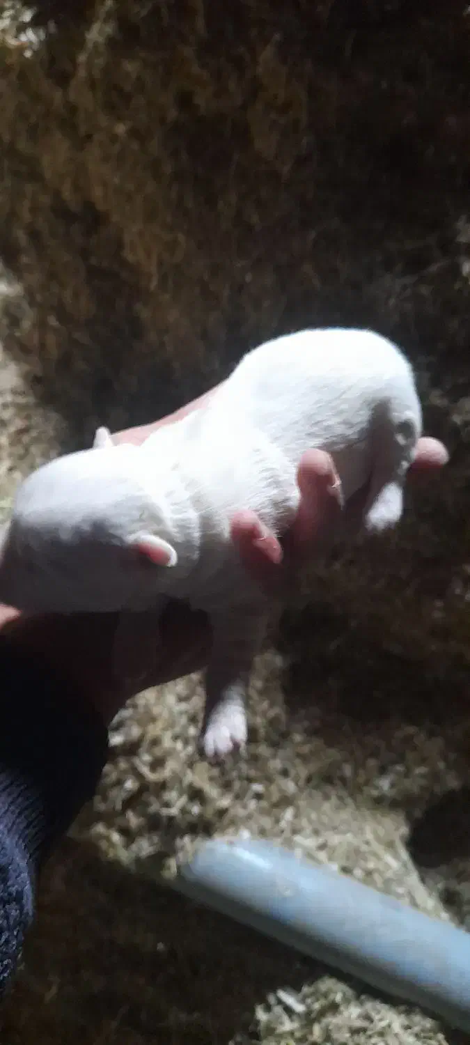 توله عروسکی|سگ|سراب, |دیوار