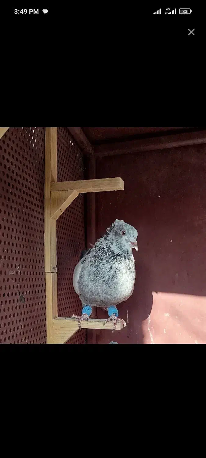 کفتر|حیوانات|شیراز, محراب|دیوار