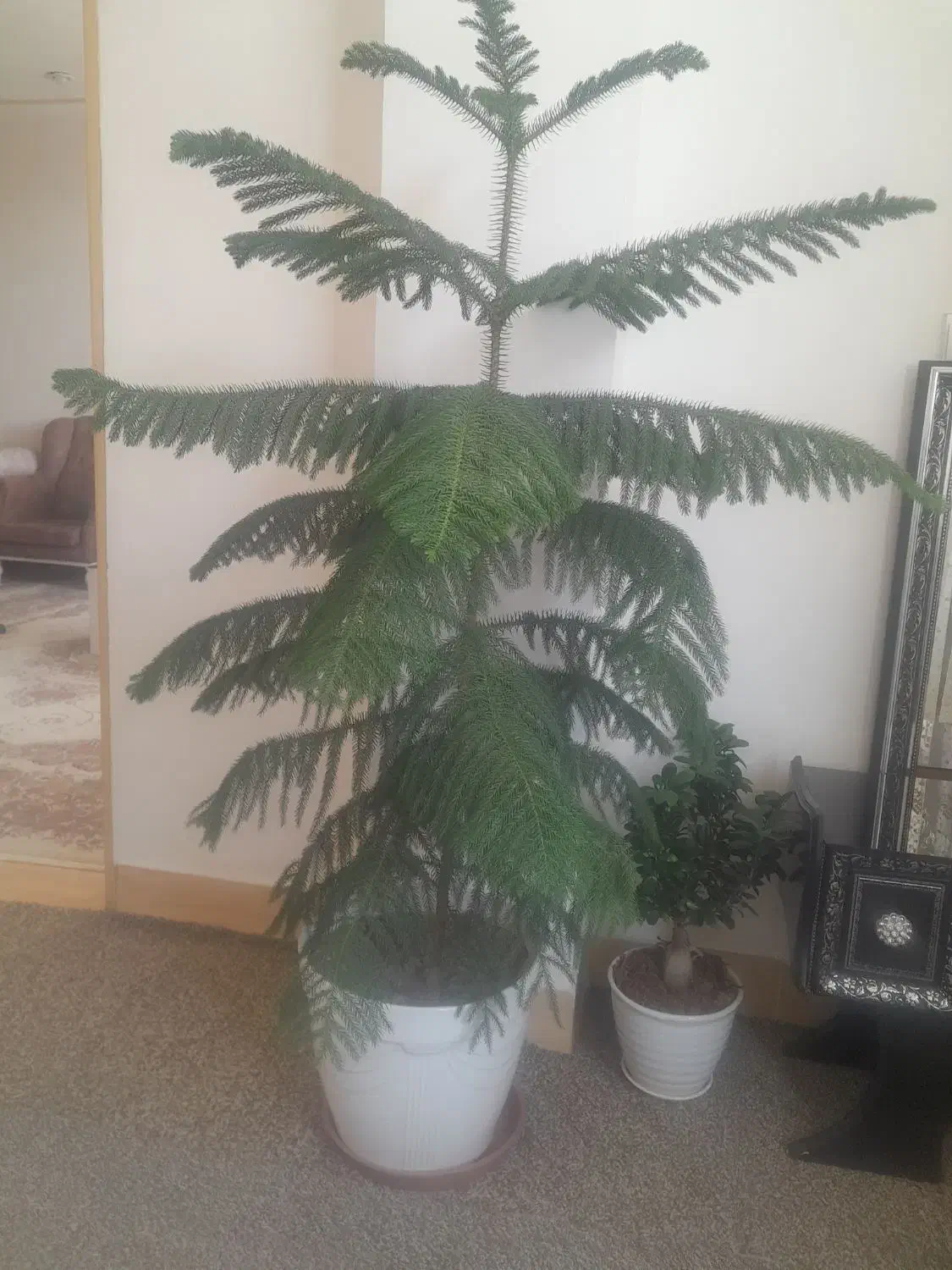 گلهای طبیعی|گل و گیاه طبیعی|شهرکرد, |دیوار