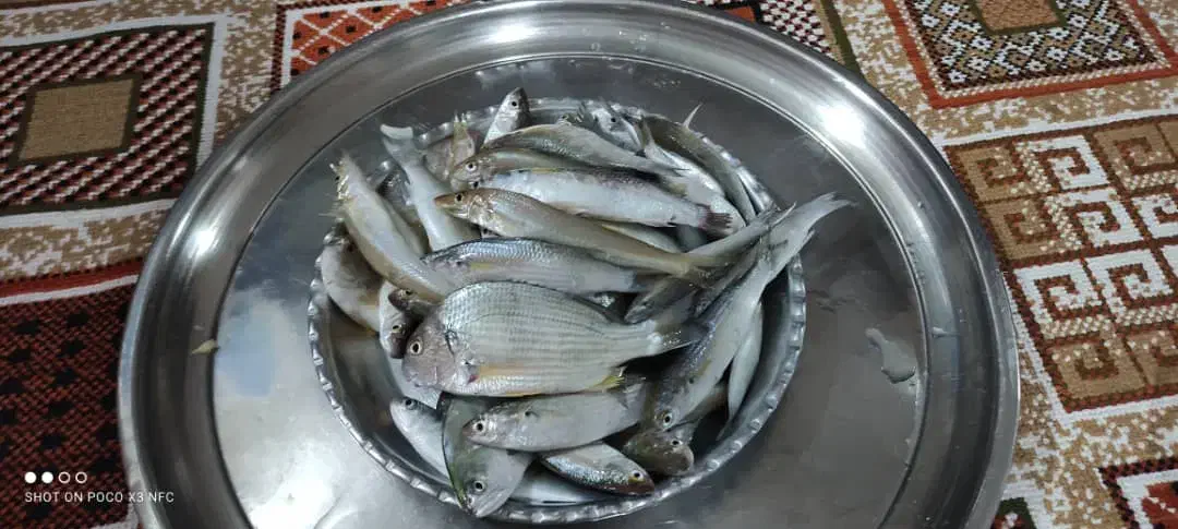 تور ماهیگیری حشینه|ماهیگیری|چغادک, |دیوار