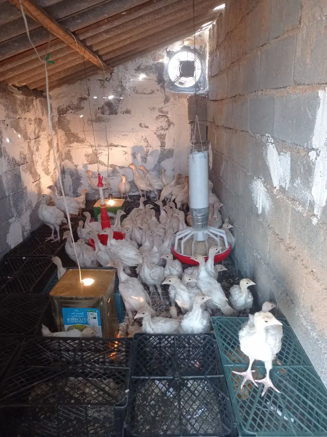 بوقلمون بیوتی دوماهه|حیوانات مزرعه|کلاردشت, |دیوار