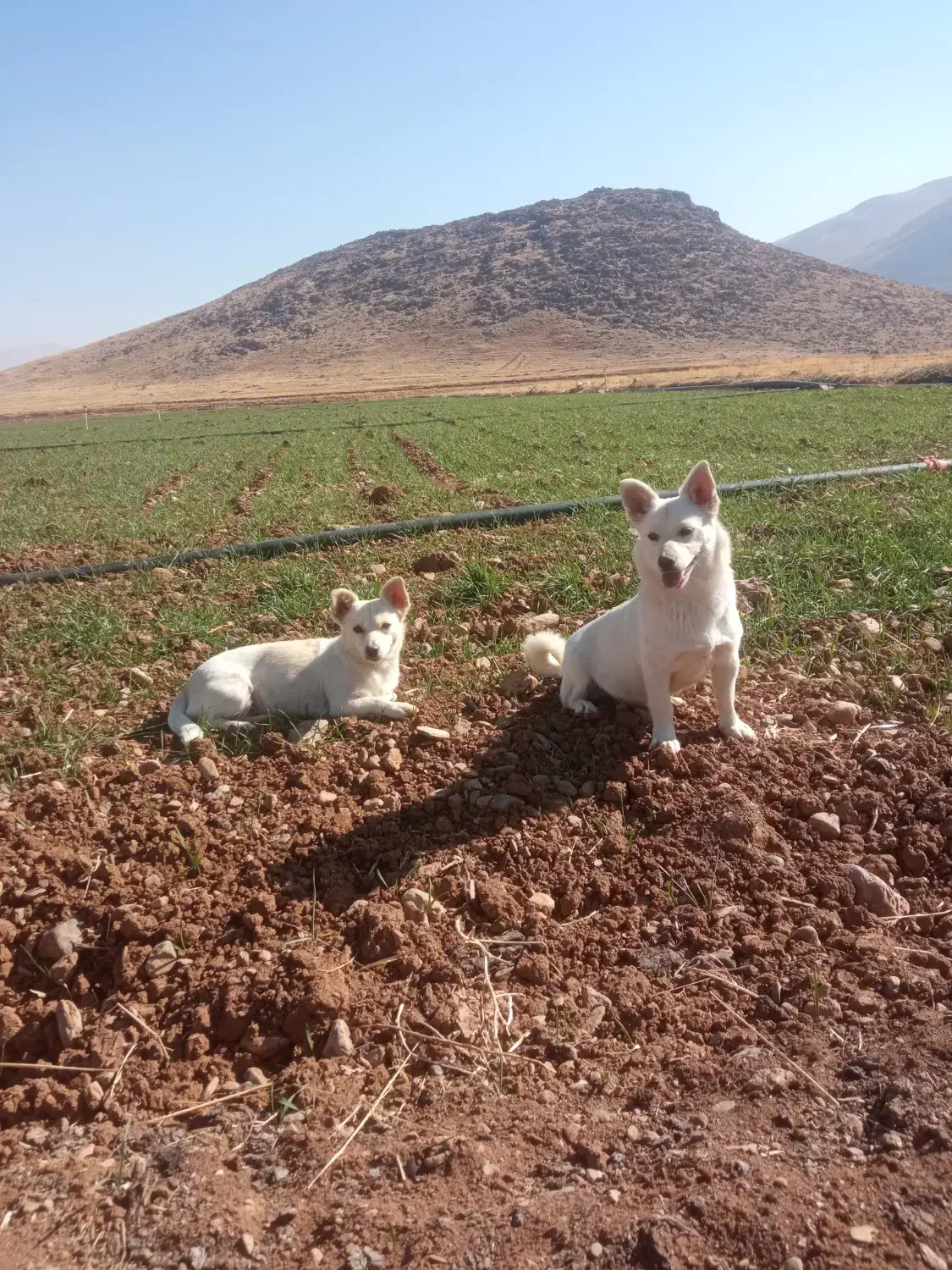 واگذاری سگ|سگ|مهاجران, |دیوار