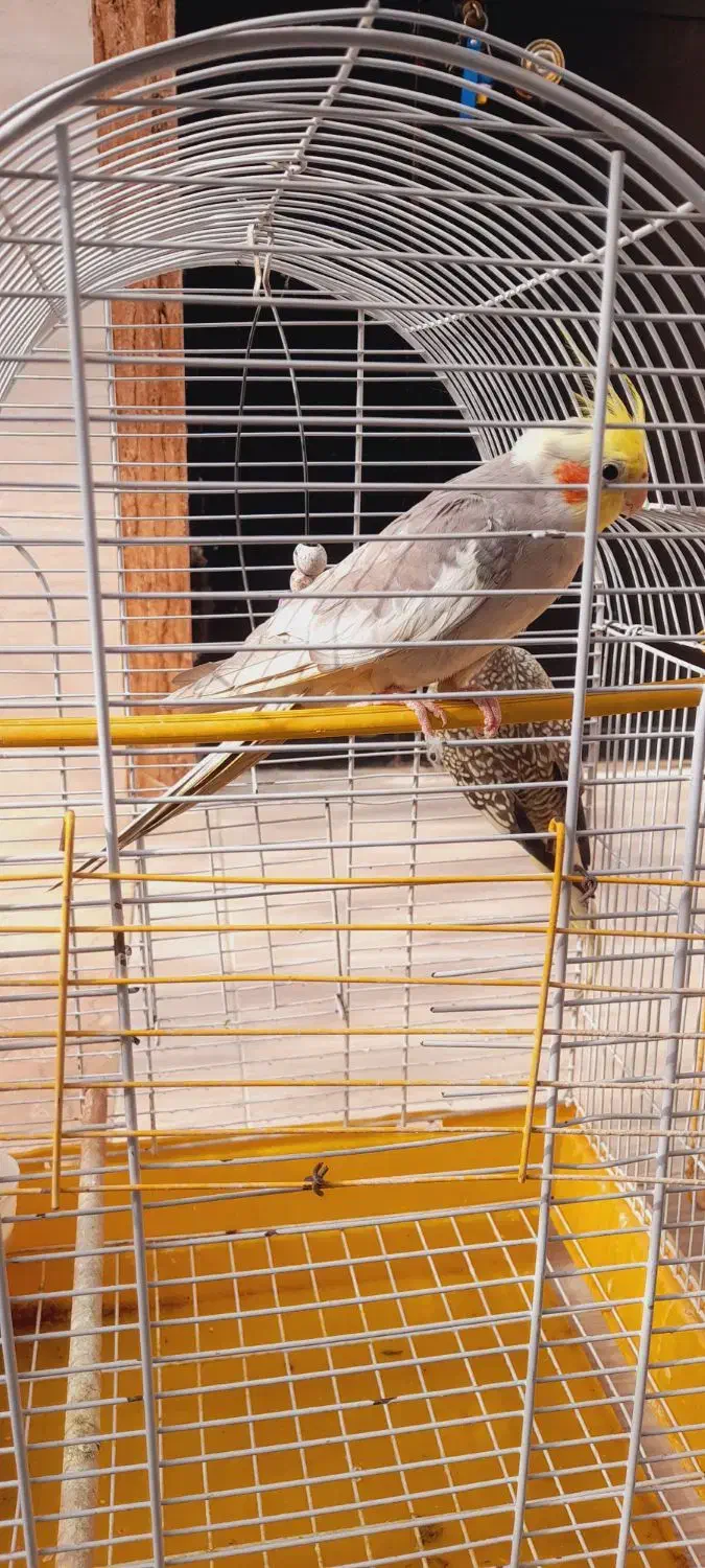 طوطی عروس|پرنده|شفت, |دیوار