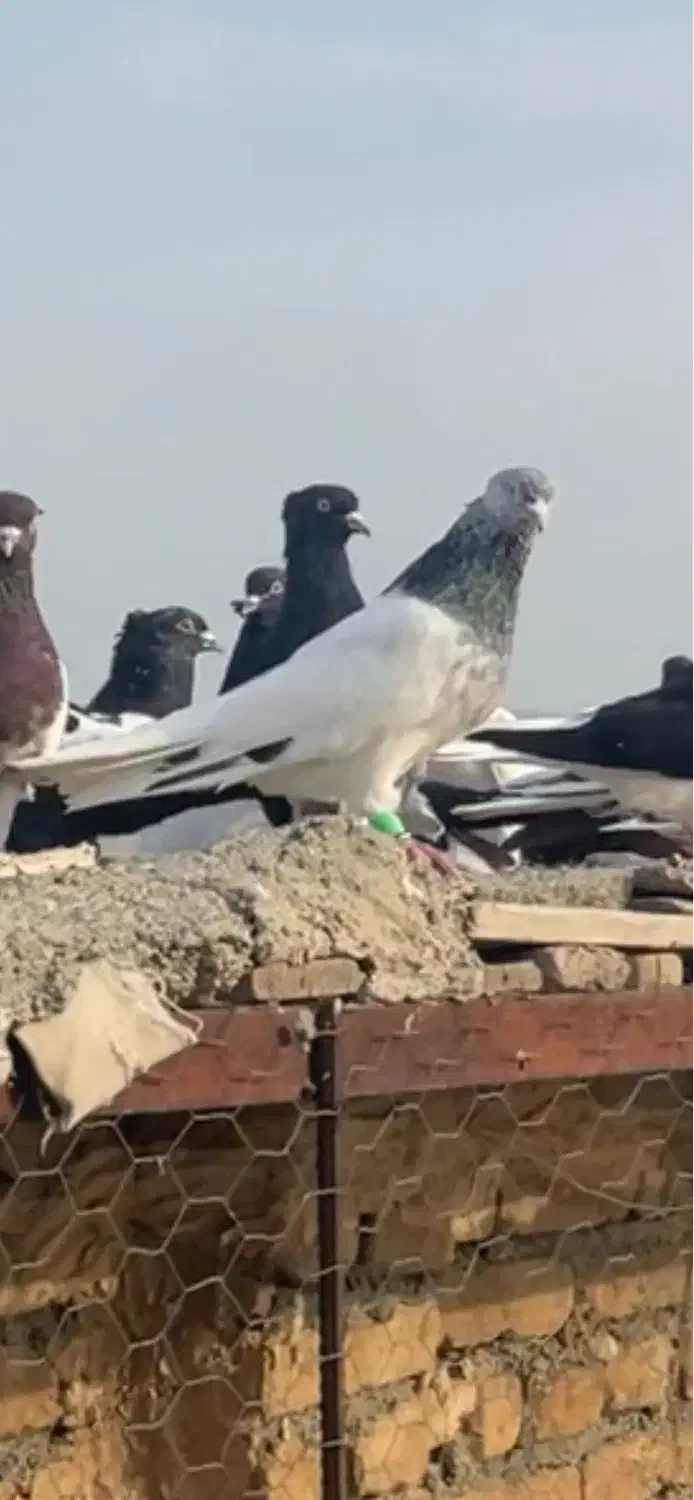 کبوتر|پرنده|چناران, |دیوار