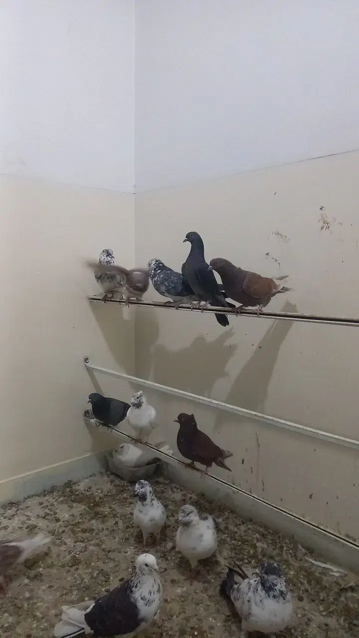 تعدادی کفتر پرشی|پرنده|جلفا, |دیوار