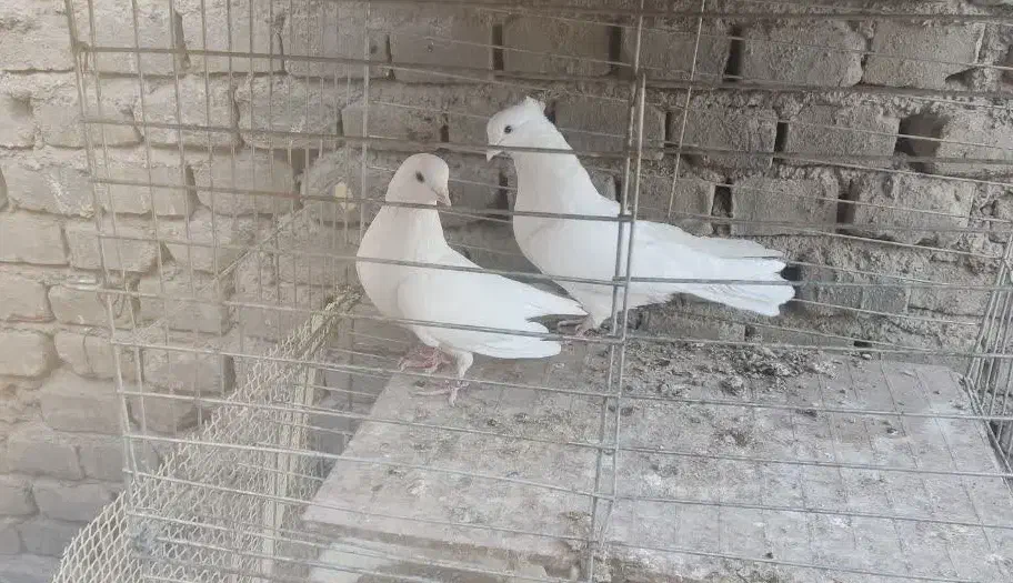 کبوتر پرشی خوب|پرنده|بافق, |دیوار