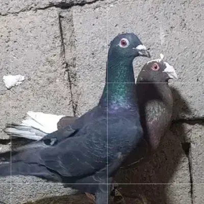 کبوتر|پرنده|مود, |دیوار