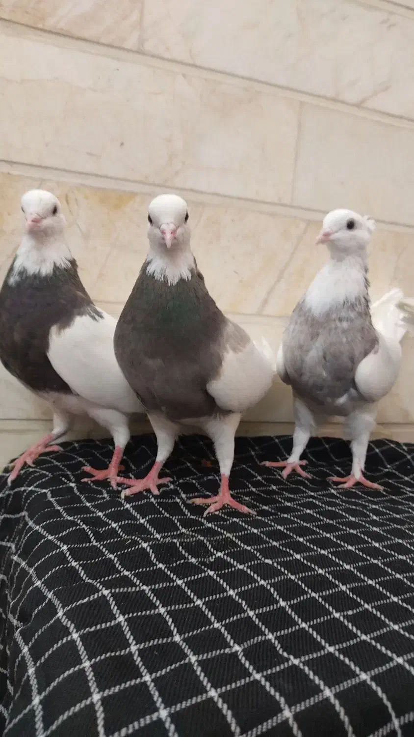 طوقی|پرنده|اردکان, |دیوار