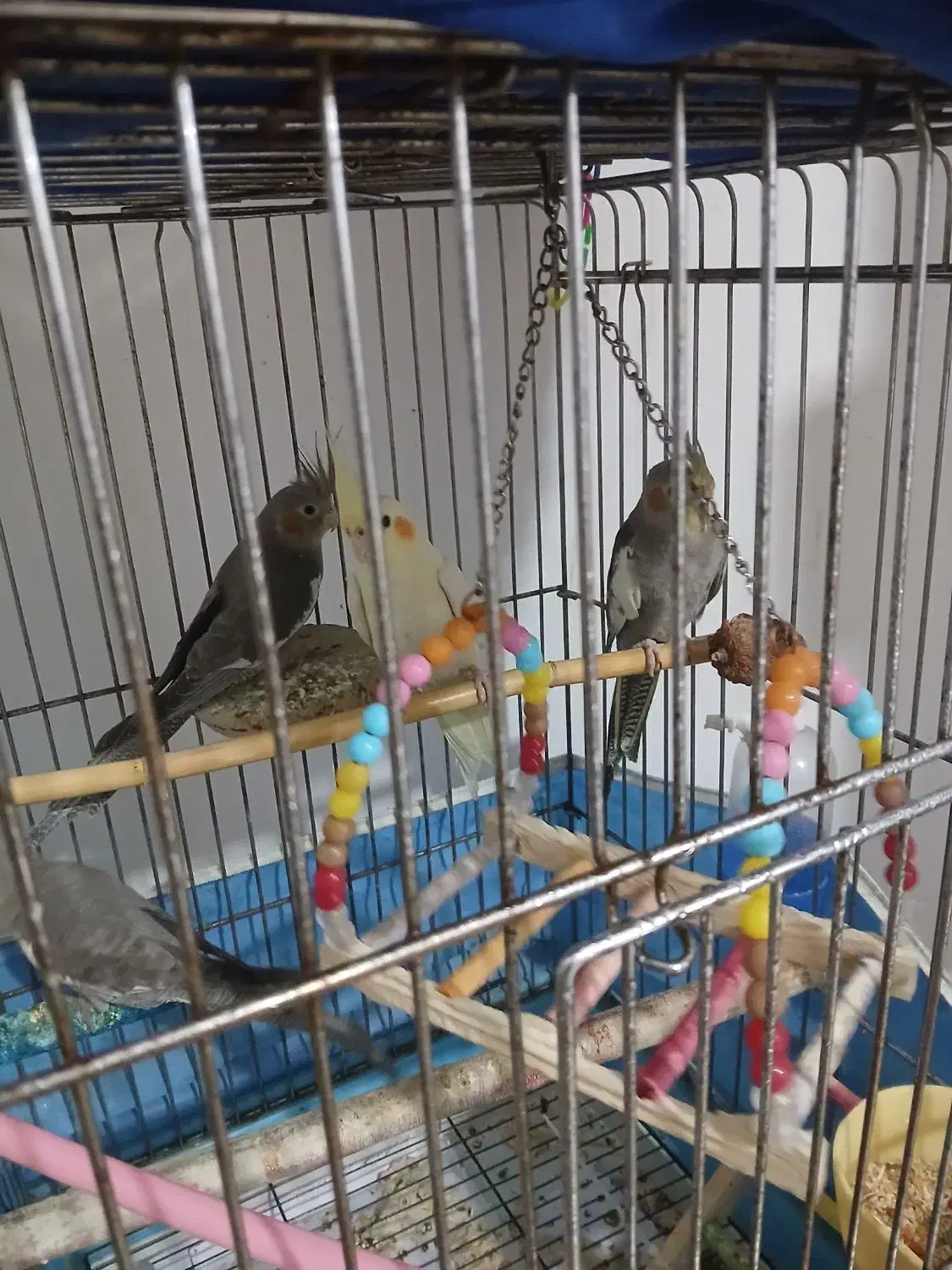 عروس هلندی|پرنده|ماهدشت, |دیوار