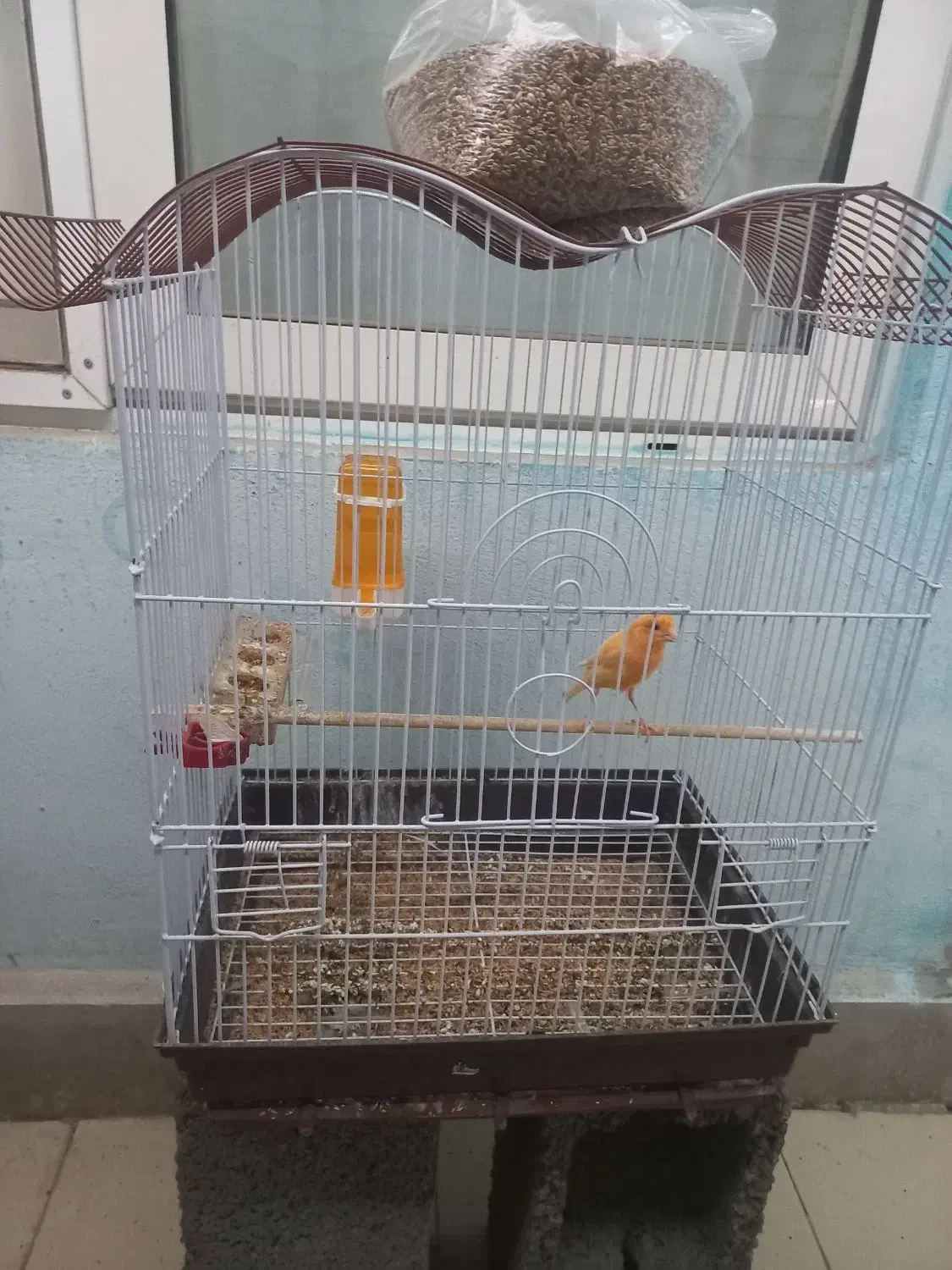 قناری نر بخون|پرنده|سیرجان, |دیوار