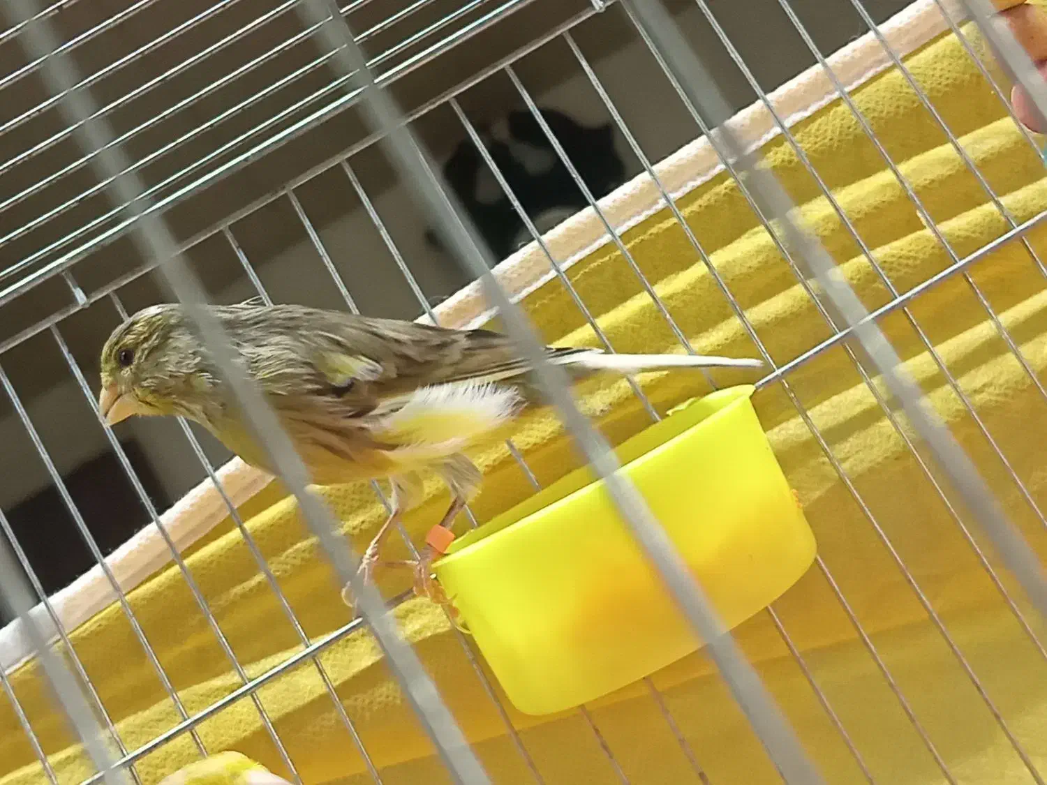 قناری ابلغ زرد هشت ماهه توپر کشیده|پرنده|خمینی‌شهر, |دیوار