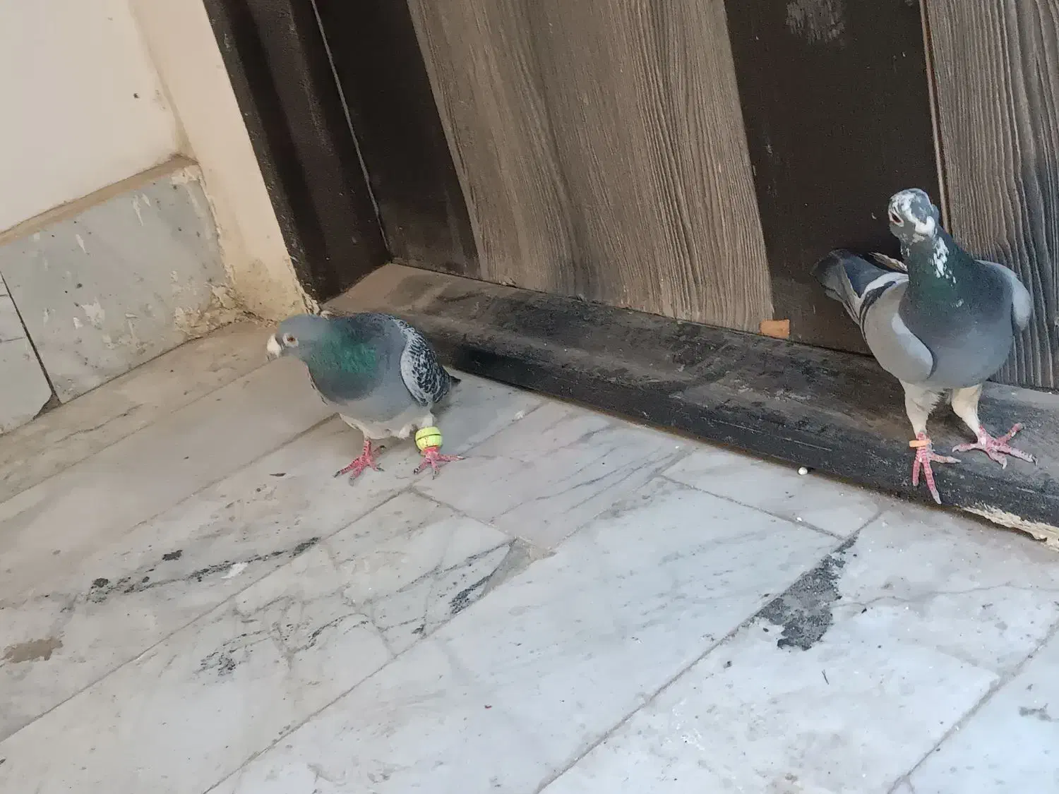 کفتر صید|پرنده|مشهد, نوید|دیوار