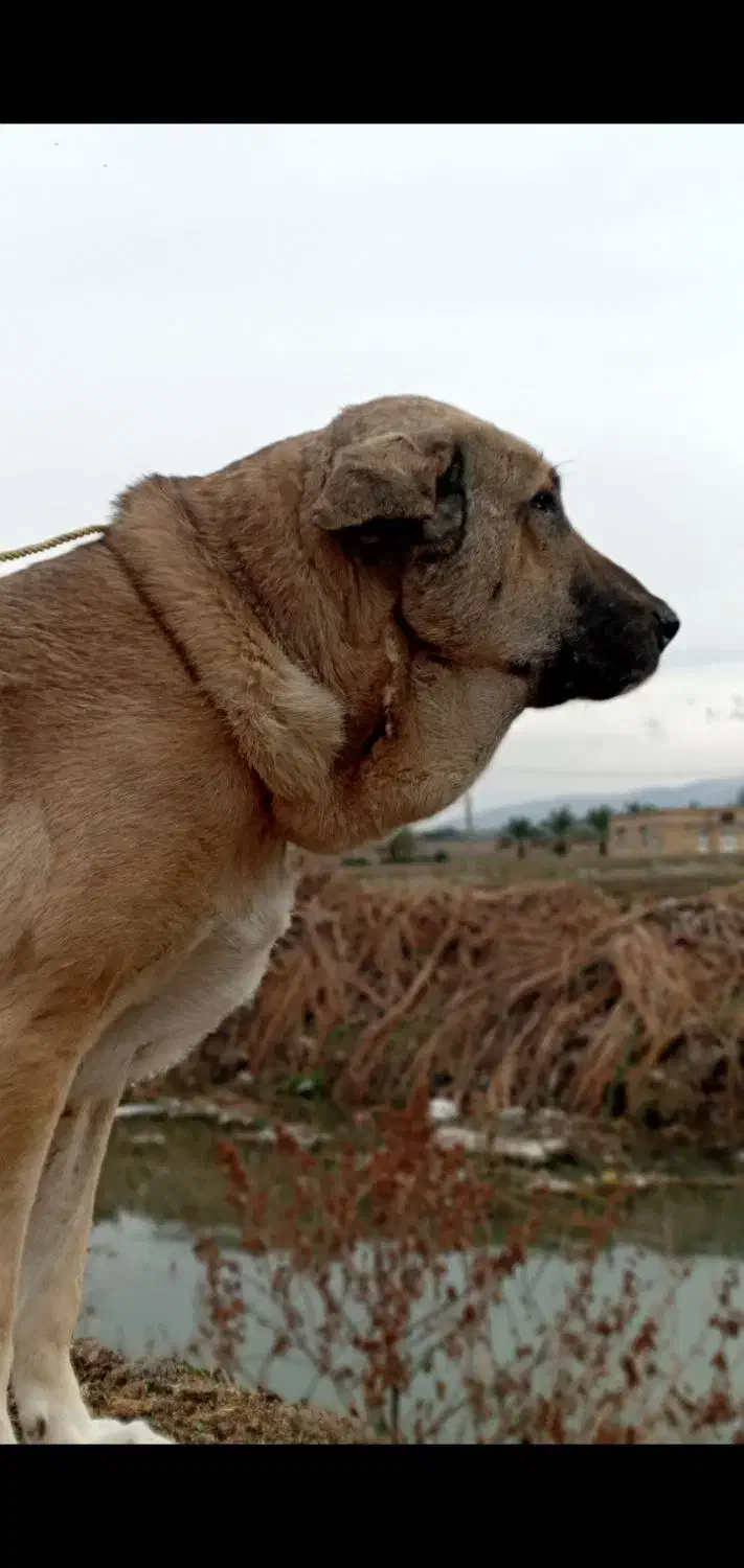 سگ پژدر|سگ|سرپل ذهاب, |دیوار