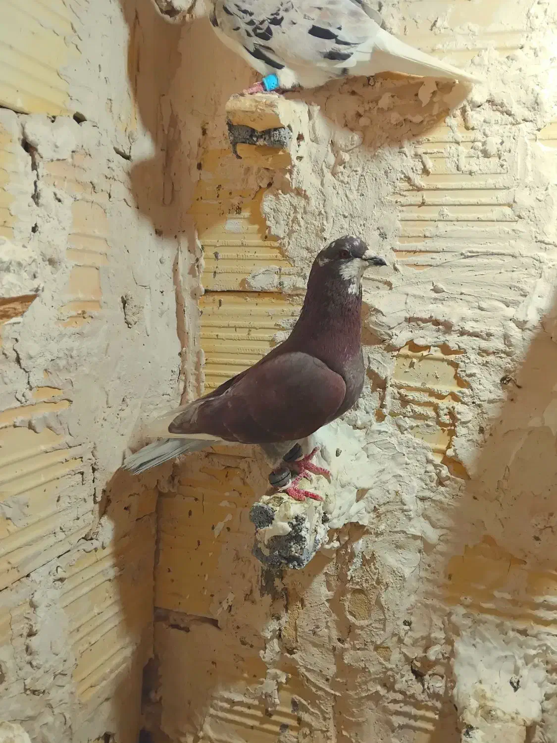 کفتر‌پرشی|پرنده|مشهد, امیرآباد|دیوار