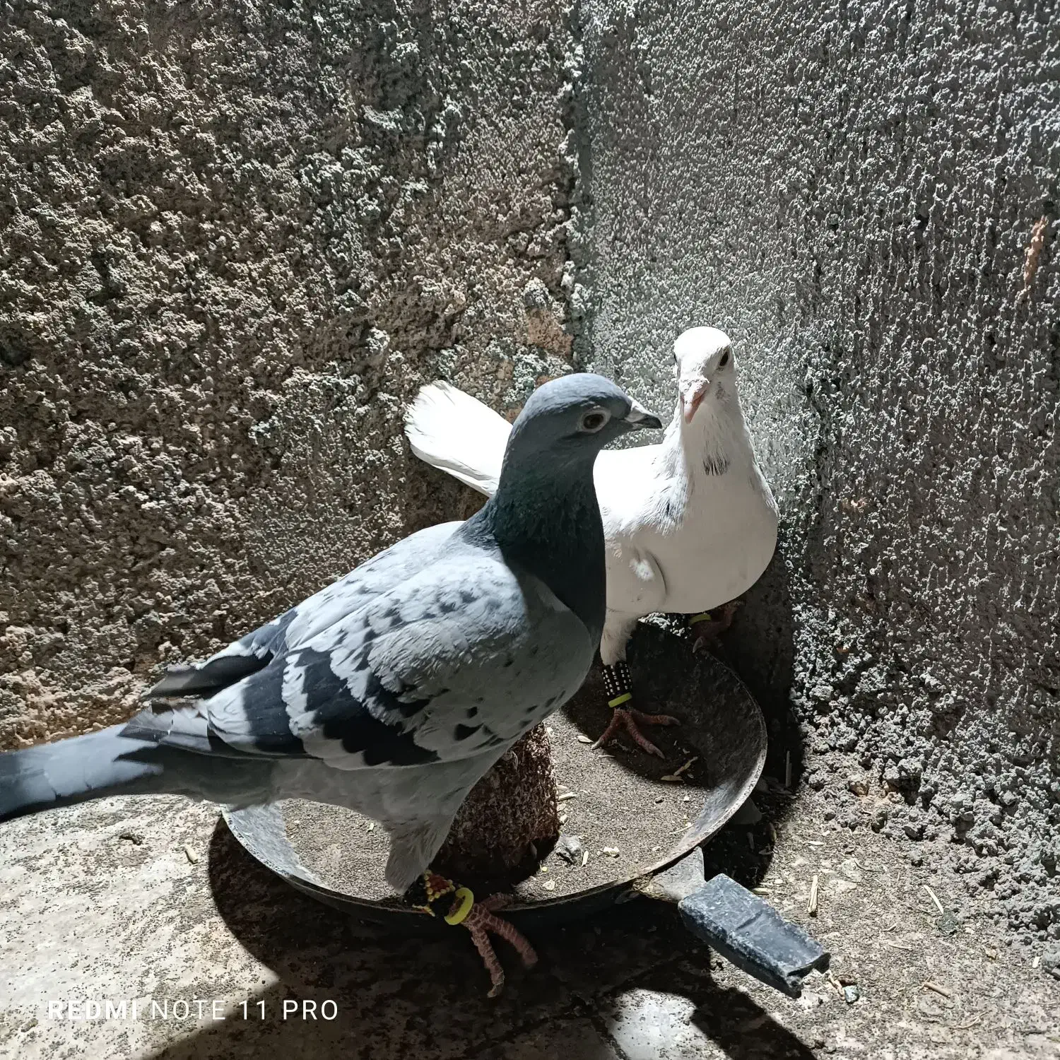 یک جفت دو رگ جفتگاه|پرنده|سبزوار, عظیمیان|دیوار