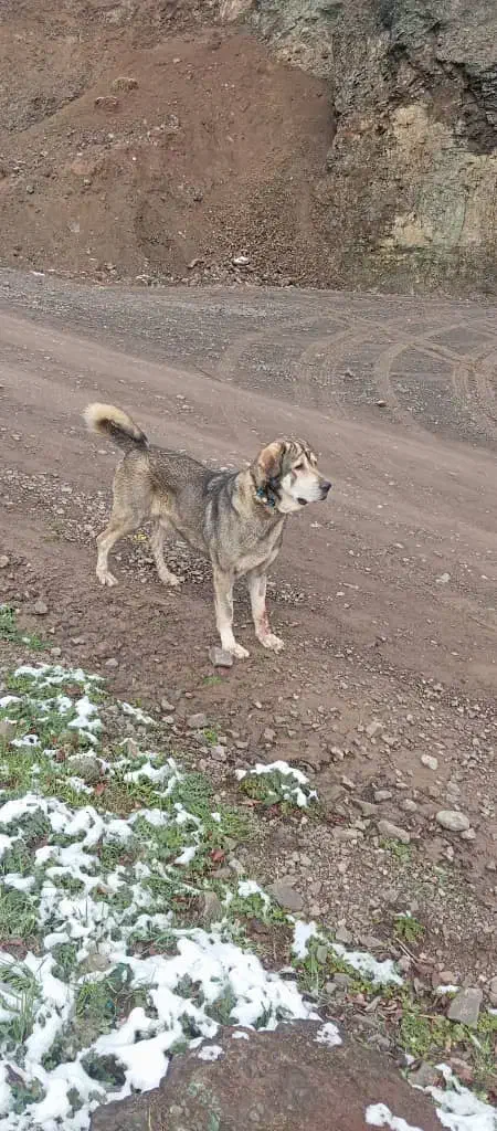 پژدر اصیل|سگ|محمدیه-قزوین, |دیوار