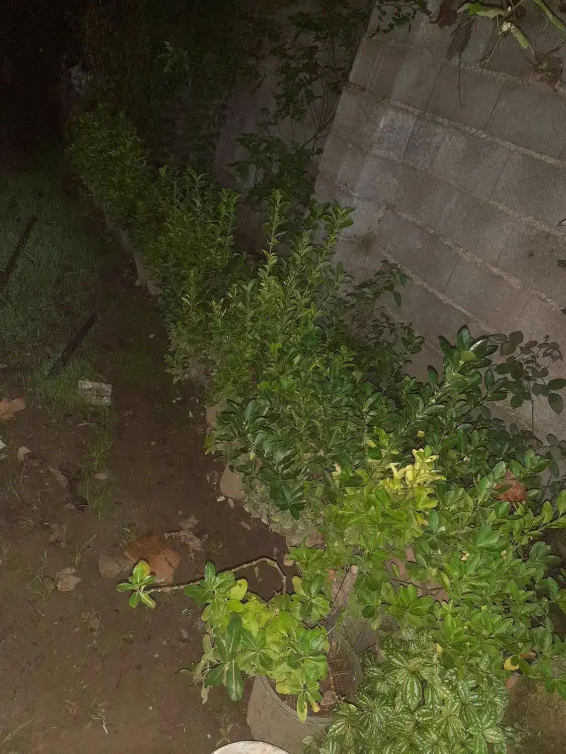 گل شمشاد|گل و گیاه طبیعی|آستانه اشرفیه, |دیوار