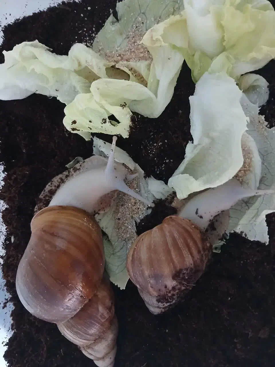 حلزون مولد|خزنده|پیر بکران, |دیوار