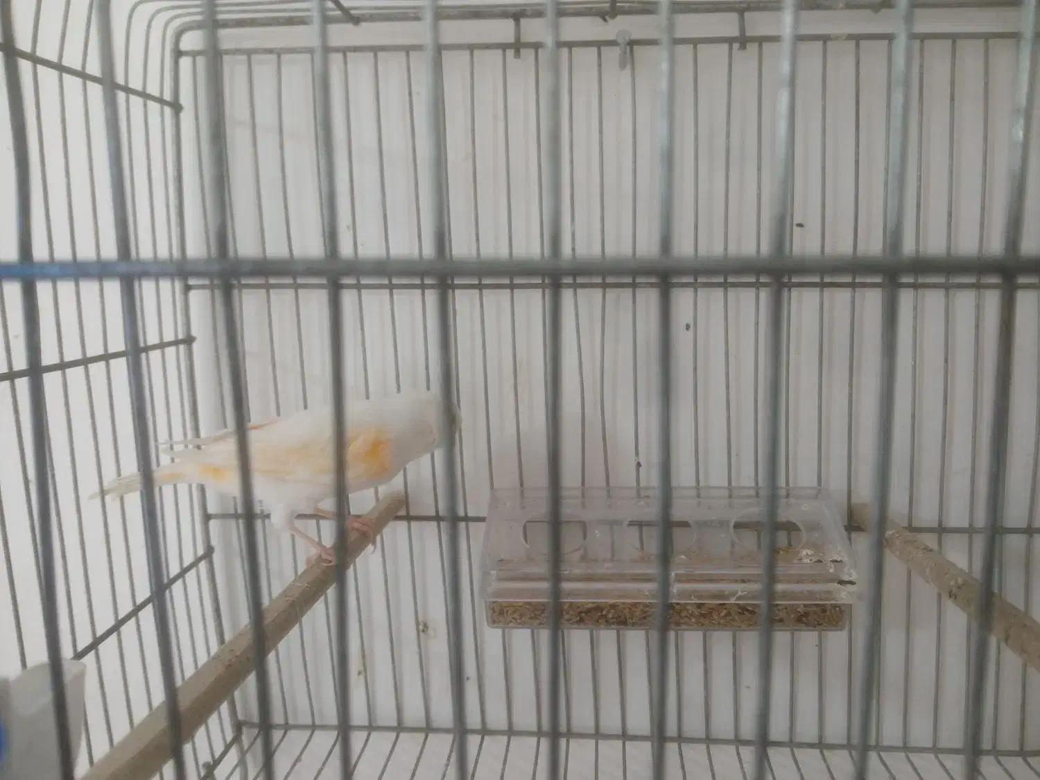 قناری سالم و سرحال|پرنده|خوی, |دیوار