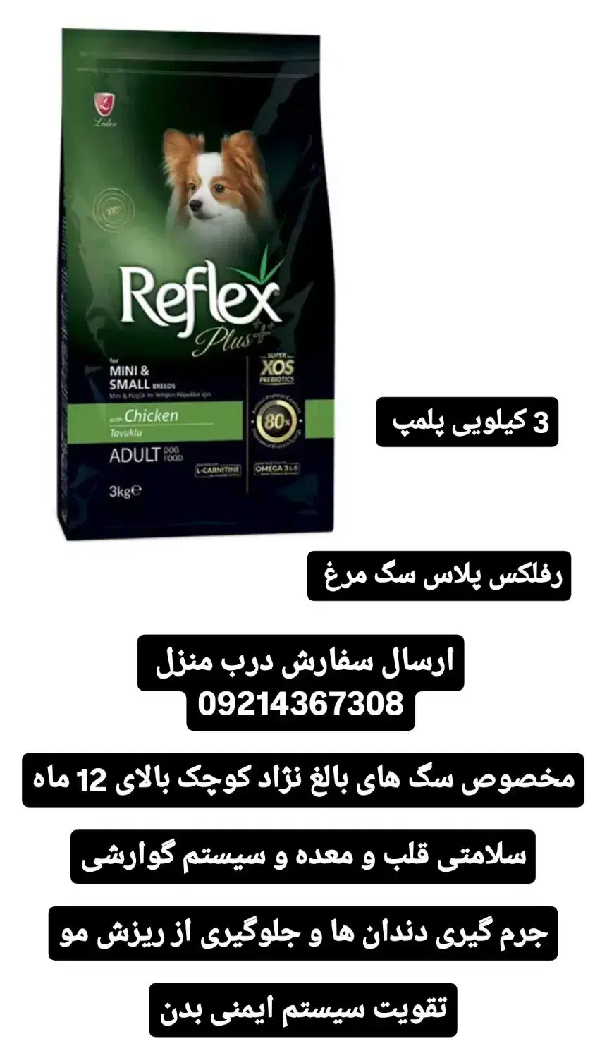 گربه بریتیش دوماه پرشین اسکاتیش|گربه|تبریز, |دیوار