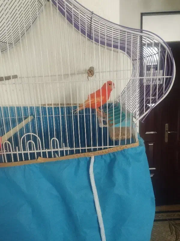 قناری‌قرمز|پرنده|هریس, |دیوار