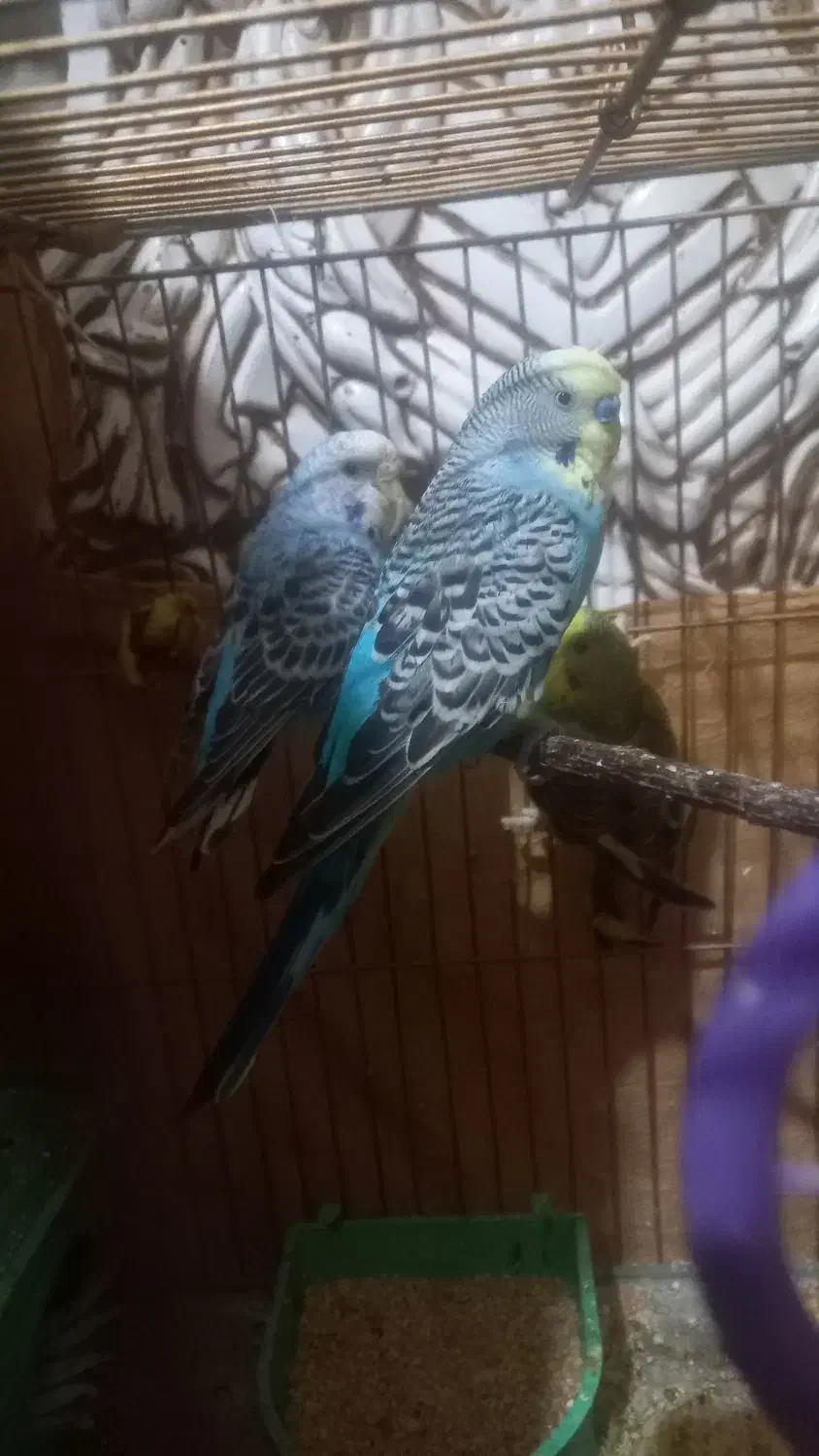 مرغ عشق معاوضه با کفتر|پرنده|کرمان, |دیوار