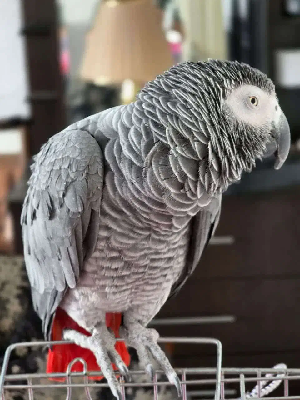 گم شده|حیوانات|سنگر, |دیوار