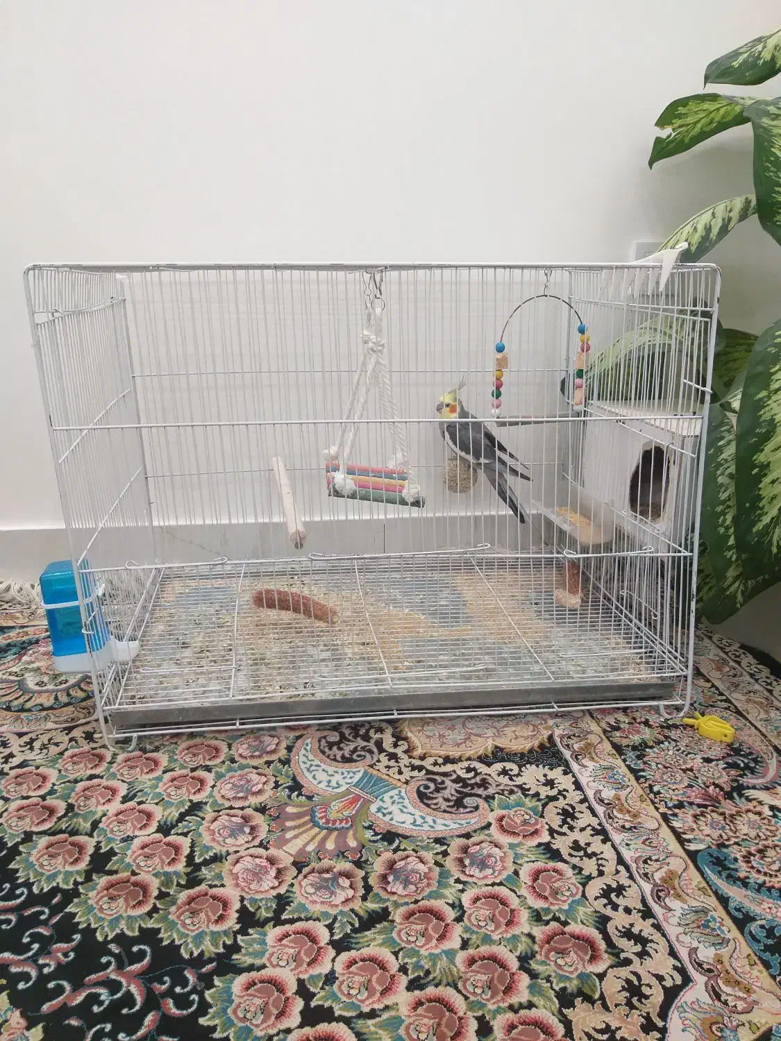 عروس هلندی مولد|پرنده|چناران, |دیوار