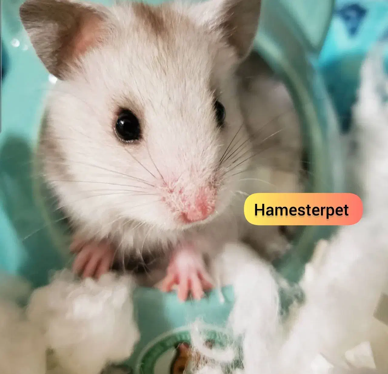 همستر تربیت شده گوگولی با لوازم|موش و خرگوش|تهران, جوادیه|دیوار