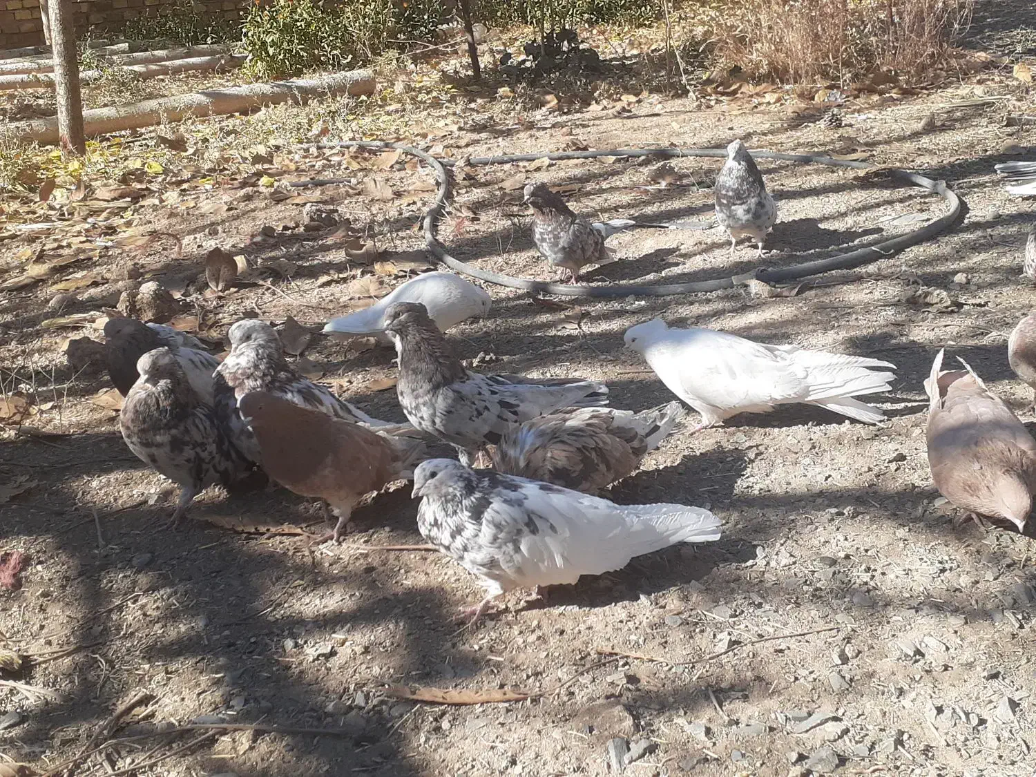 تعداد کبوتر سرور نکریز نک جمفروشی یکجا|پرنده|ساروق, |دیوار