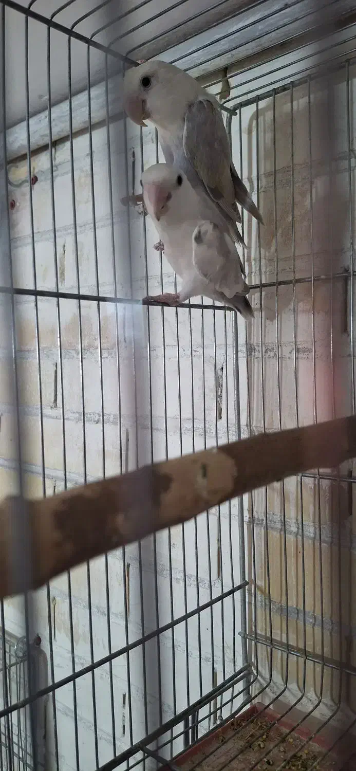 کوتوله مولد 10جفت|پرنده|رفسنجان, |دیوار