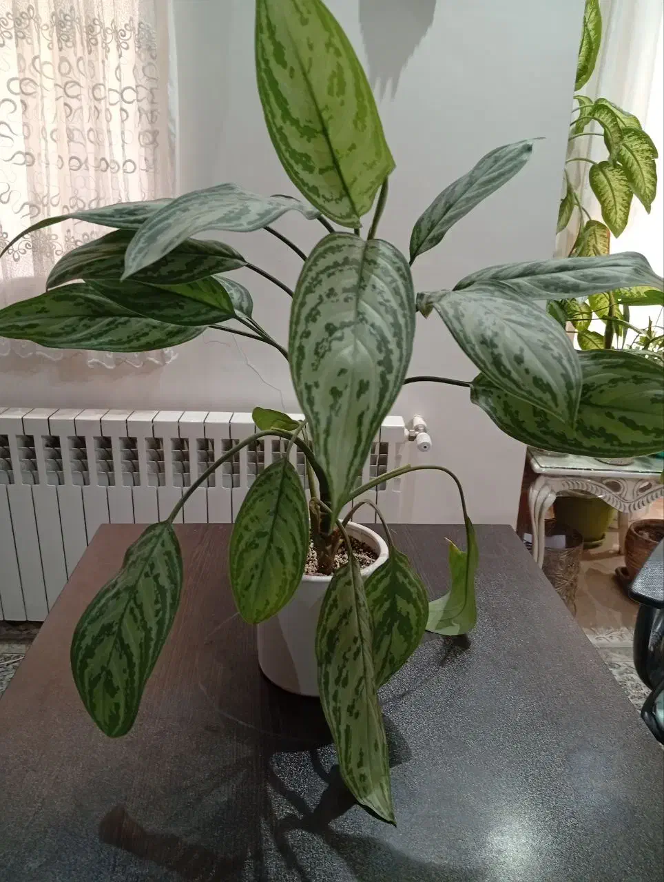 دیفن ،اگلنما نقره ای و برفی،شفلرا،قاشق طلایی،|گل و گیاه طبیعی|تهران, مجیدآباد|دیوار