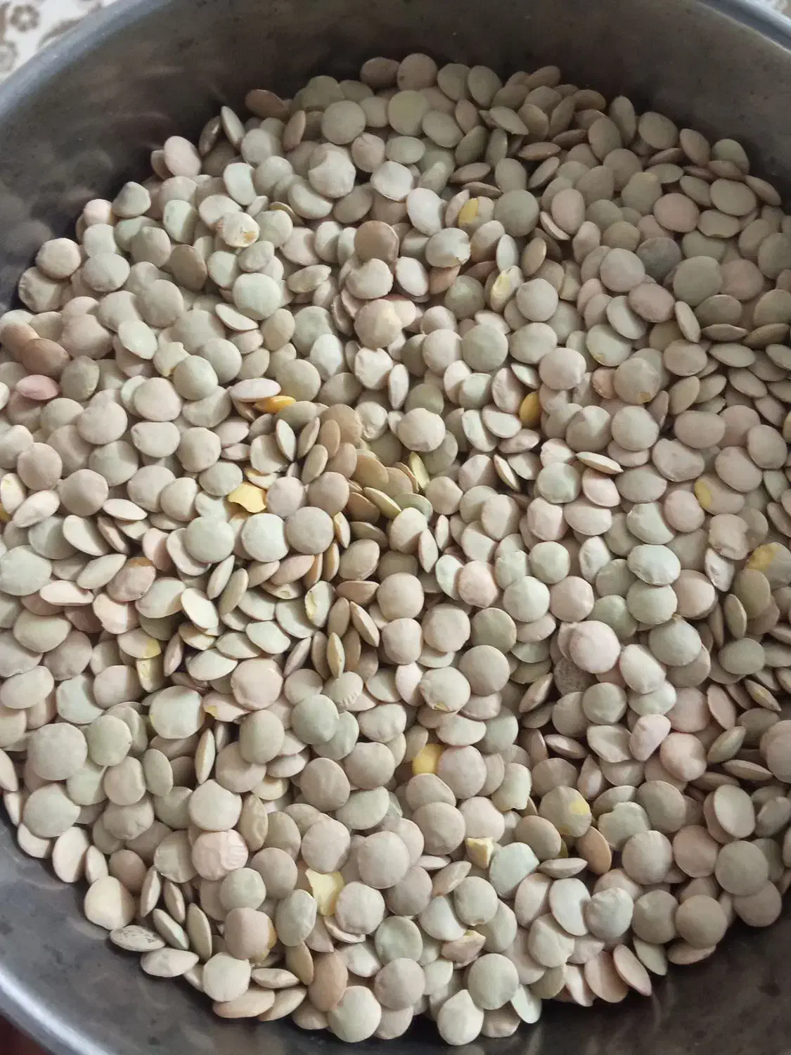 حبوبات تازه|حراج|پاکدشت, پاکدشت (مامازند)|دیوار