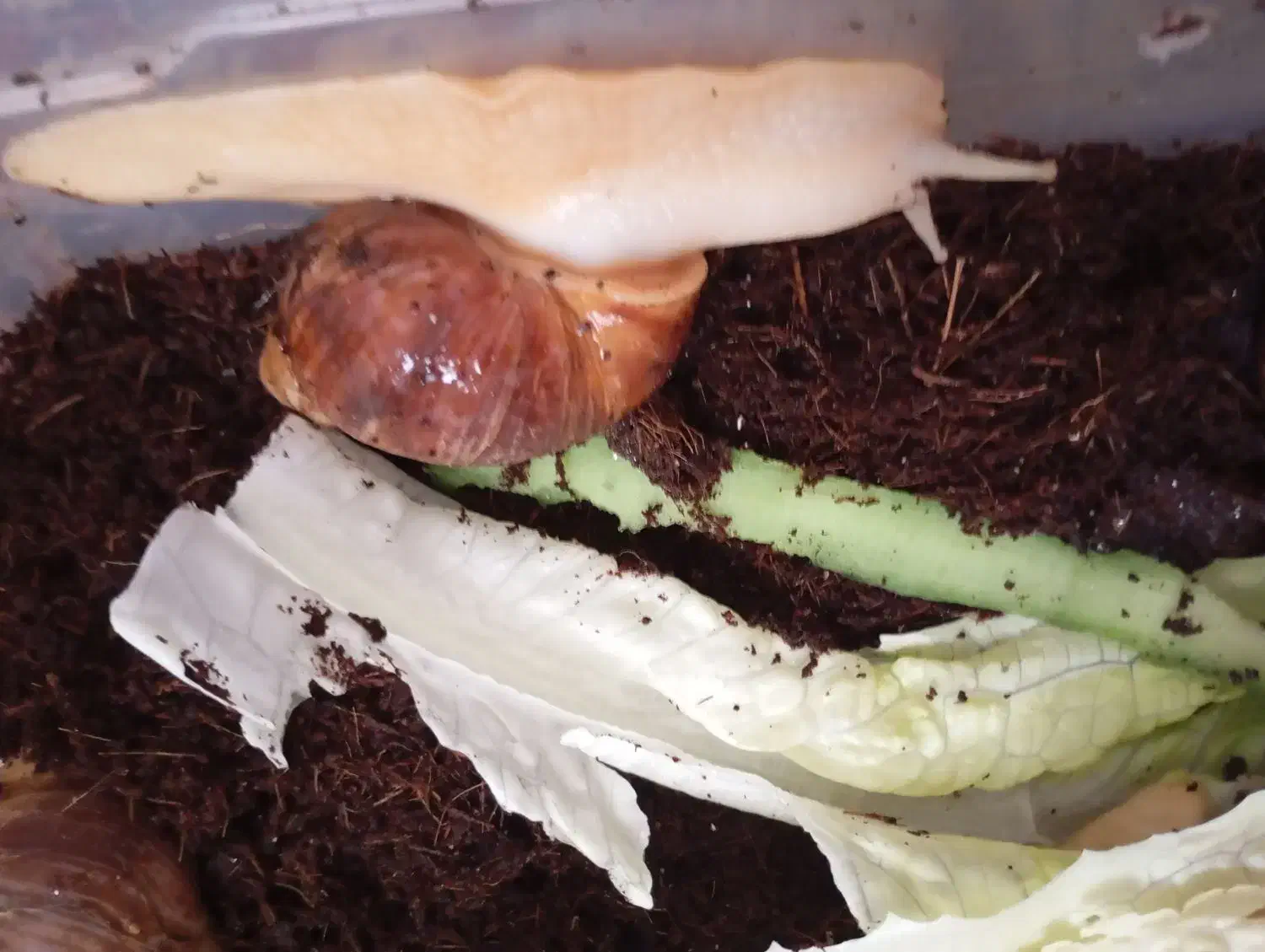 حلزون البینو|خزنده|قم, نیروگاه|دیوار