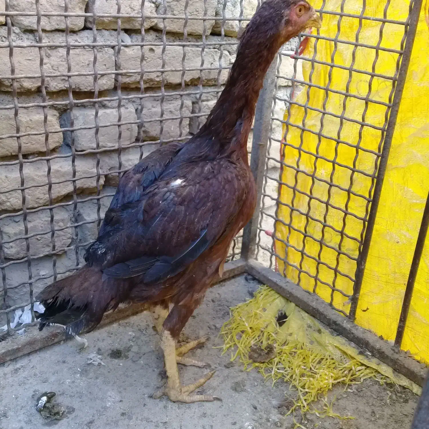 لاری|حیوانات مزرعه|چالدران, |دیوار