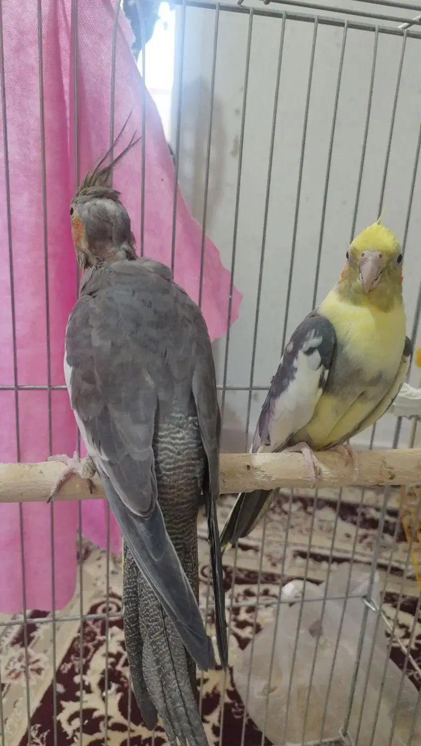 عروس هلندی نر و ماده|پرنده|محمدیه-قزوین, |دیوار