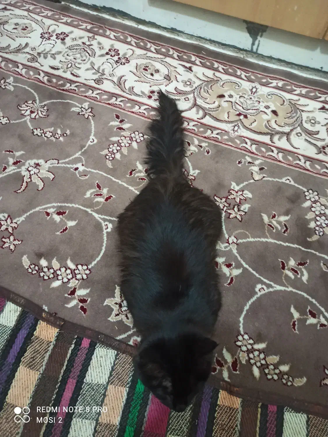 واگذاری گربه|گربه|اصفهان, مارچین|دیوار