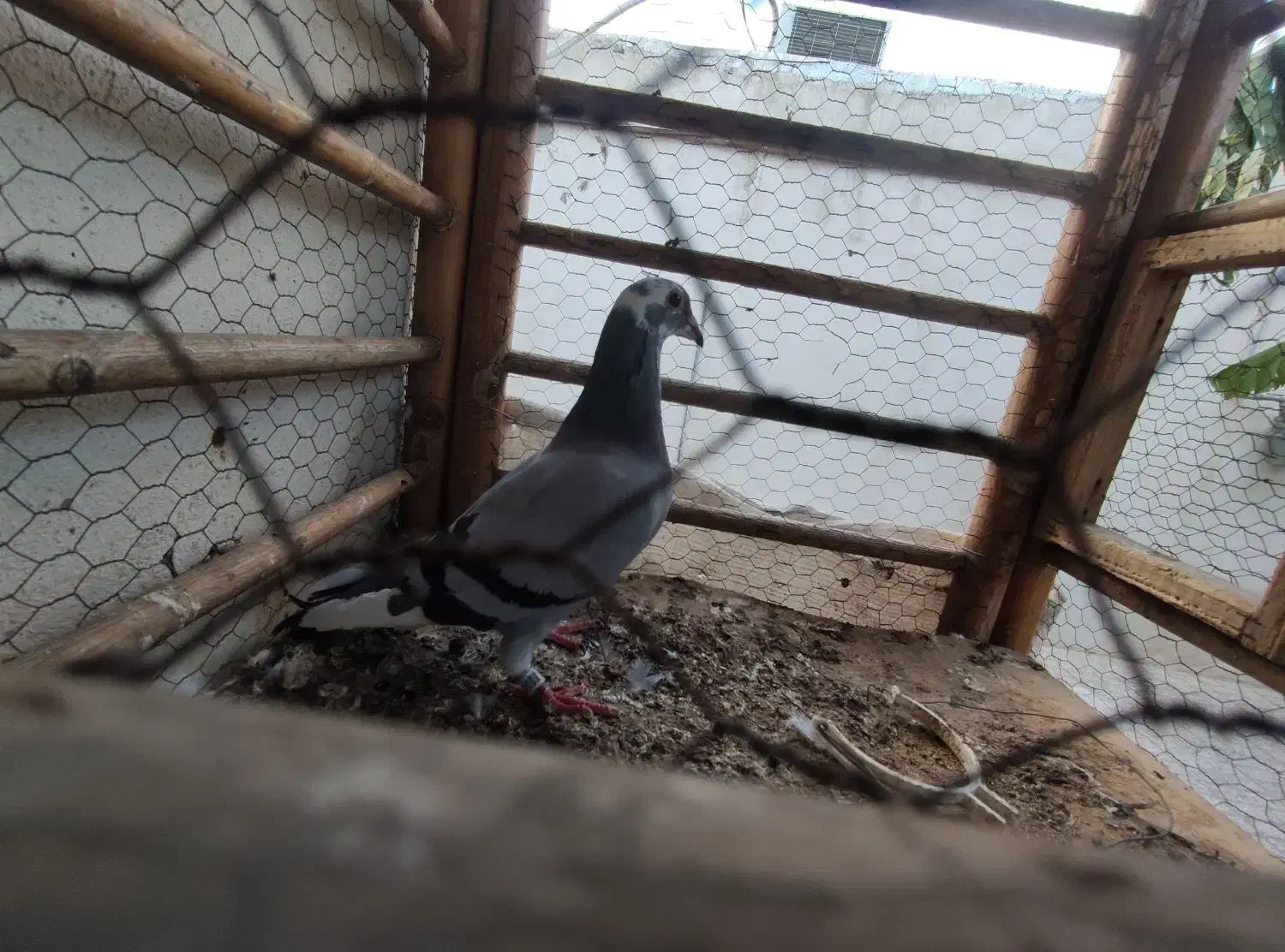 پلاکی ماده|پرنده|مینودشت, |دیوار