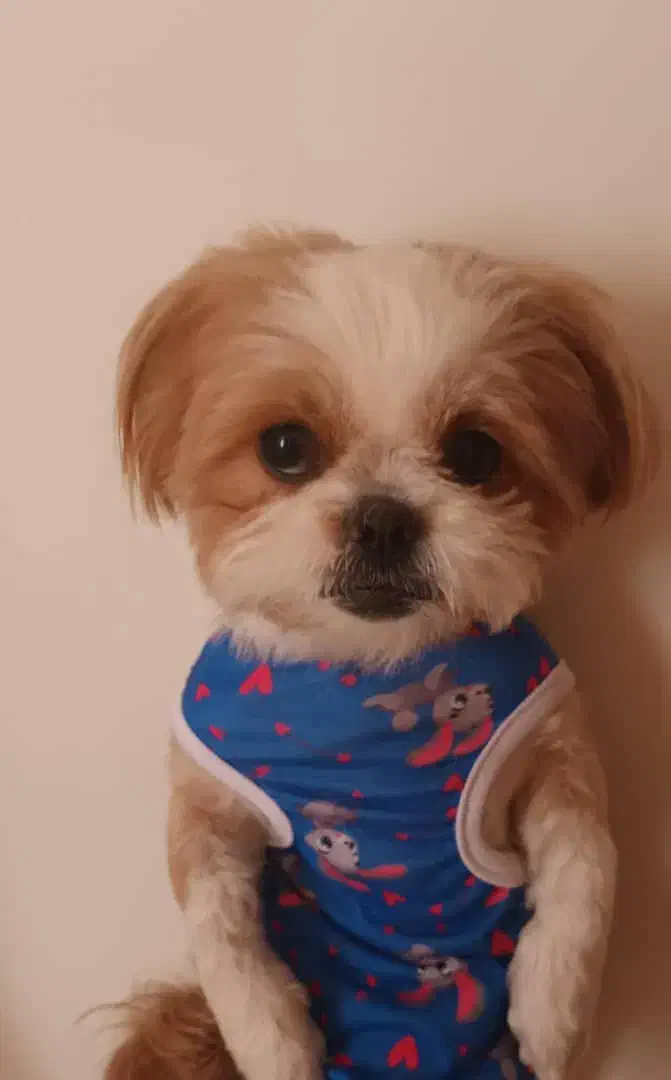 شیتزو سوپرفلت|سگ|رودهن, |دیوار