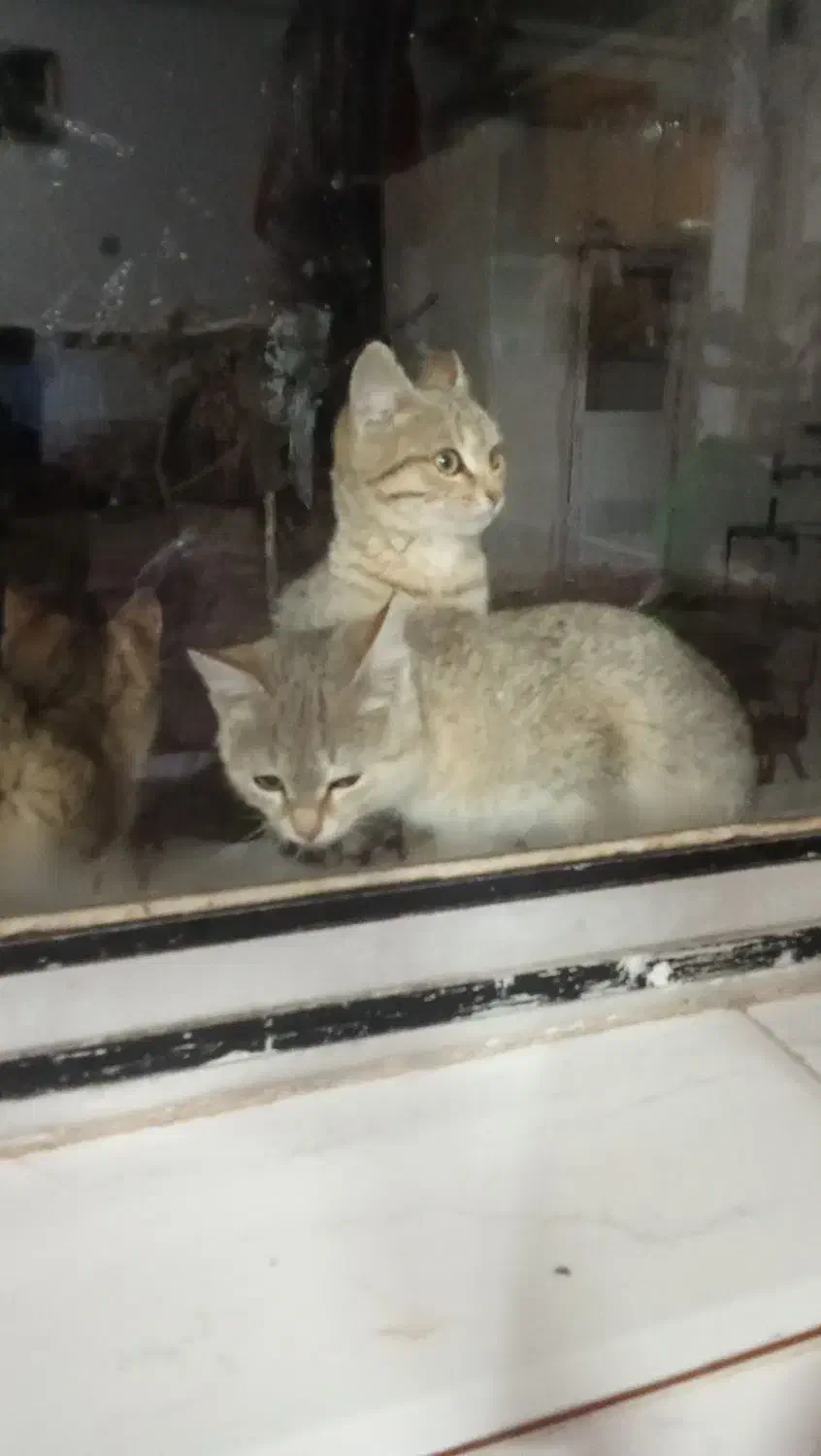 گربه|گربه|زنجان, |دیوار