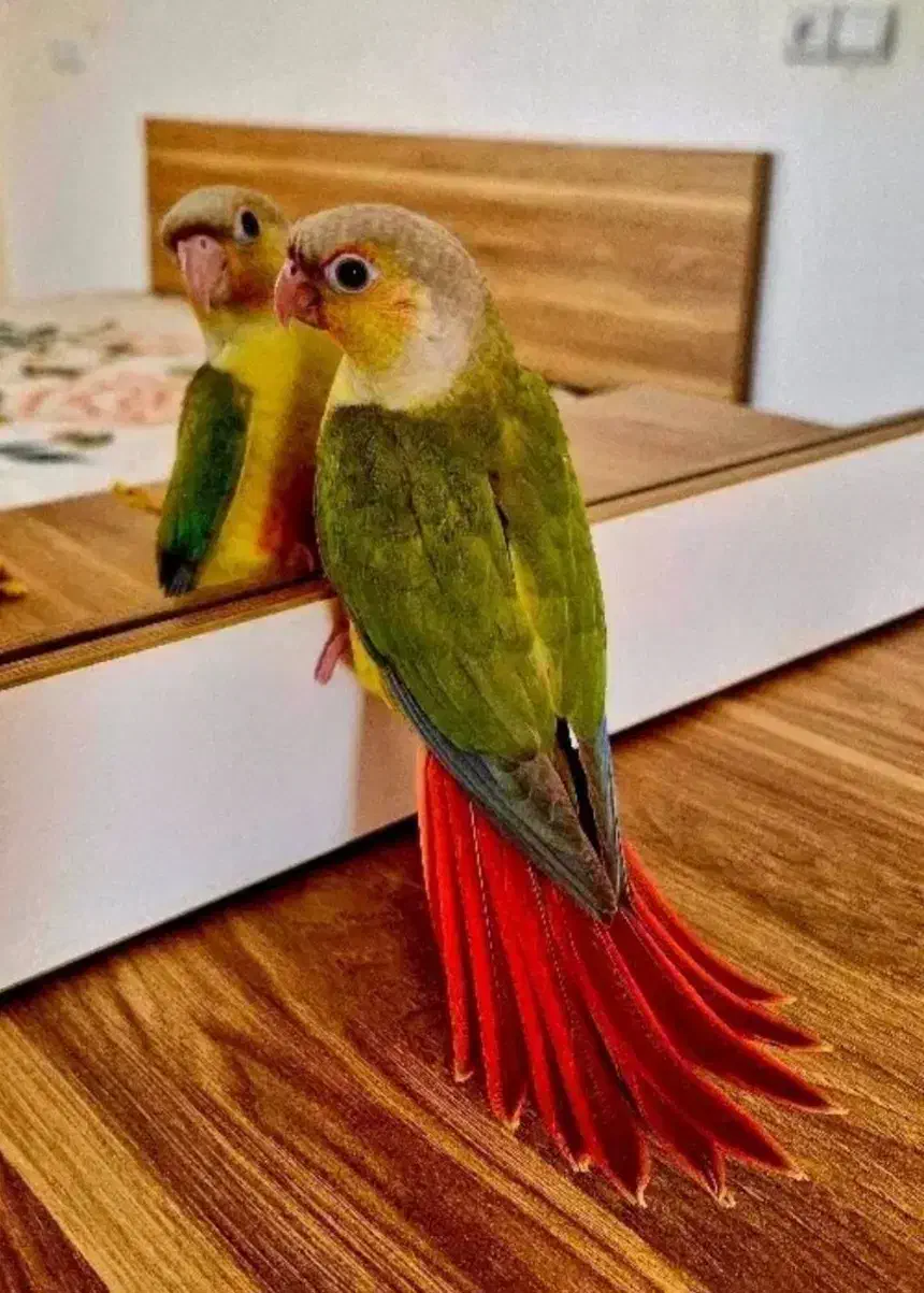 پرنده|پرنده|شهر ری, صالح آباد جنوبی (باغ رضوان)|دیوار