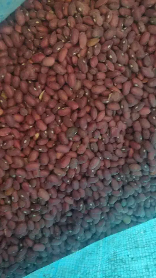 لوبیا قرمز تازه|خوردنی و آشامیدنی|تهران, سردارجنگل|دیوار