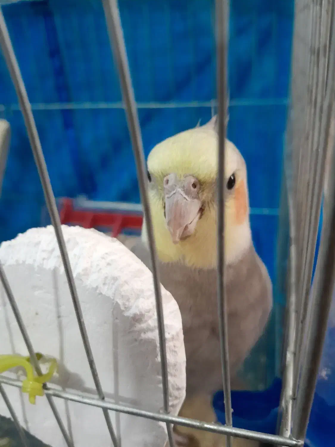 عروس هلندی|پرنده|رباط‌کریم, شترخوار|دیوار